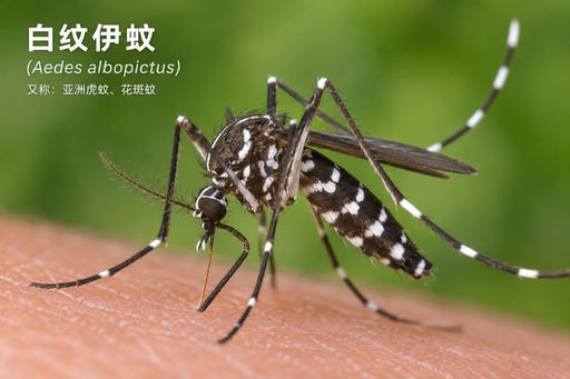 白纹伊蚊